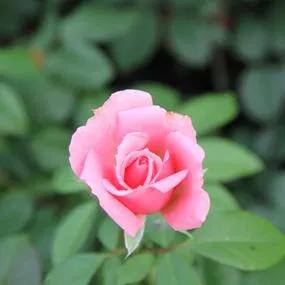 You're Beautiful Floribunda Rose (Rosa You're Beautiful) 3